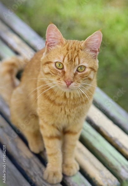 Obraz portrait of a cat