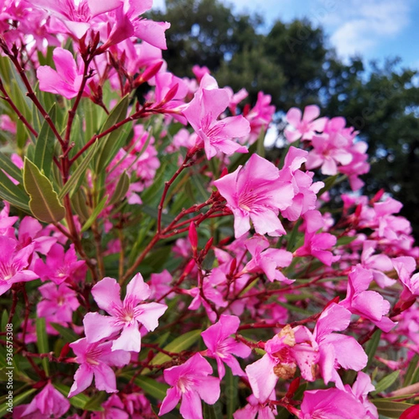 Fototapeta Laurier rose