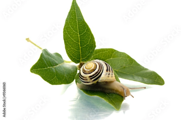 Obraz Snail looking down from green leaf