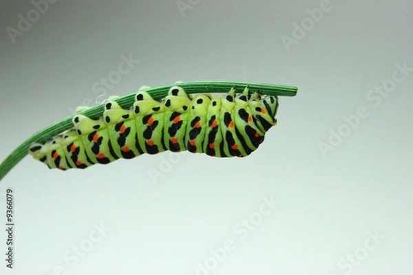 Fototapeta Raupe