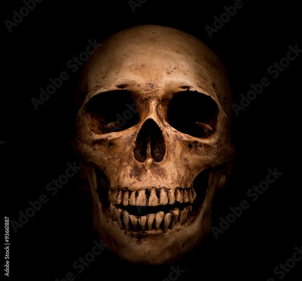 Fototapeta Human skull