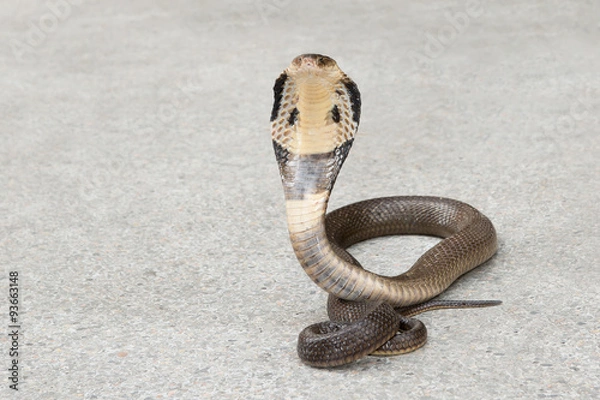 Obraz Cobra on the floor