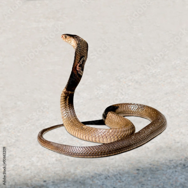 Fototapeta Cobra on the floor
