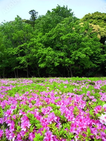Fototapeta 躑躅と林