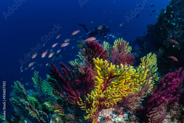 Obraz  into the clear water of the Mediterranean Sea