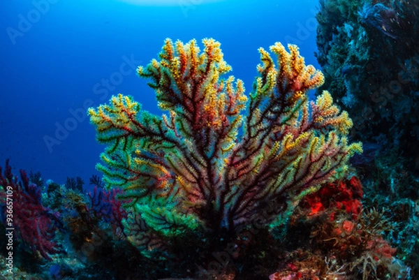 Obraz the colorful branches of the gorgonian
