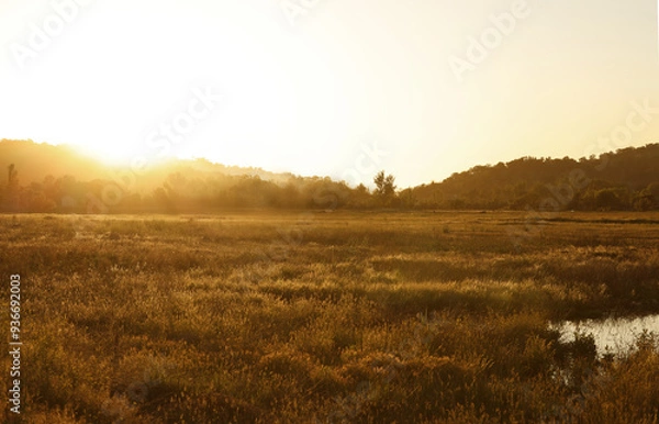 Obraz A beautiful amber gold landscape photo in the summer time.  Golden fields of a sunset.