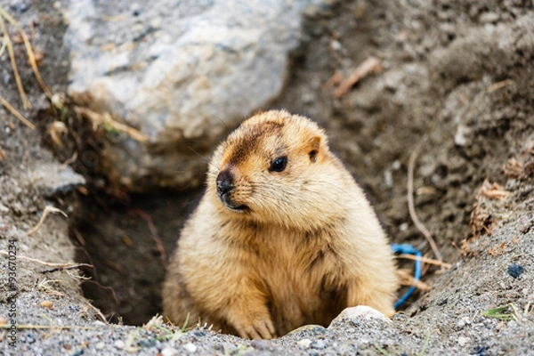 Obraz Marmot