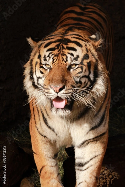 Obraz tiger in the zoo