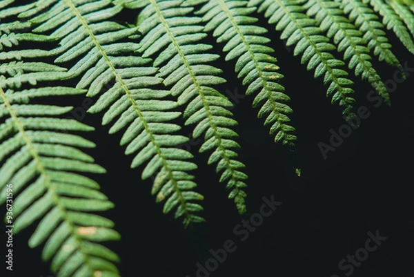 Obraz fern leaf in the wind