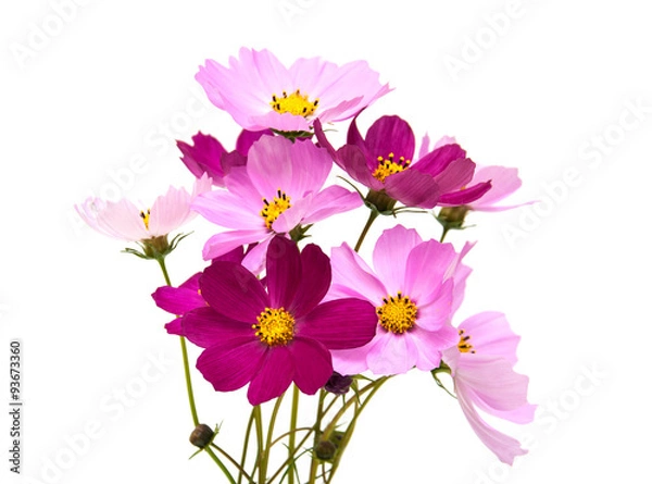 Obraz Cosmos flowers