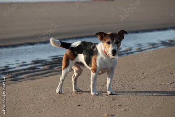 Obraz Terrier am Strand