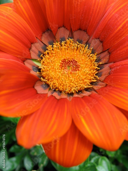 Obraz Gazania Deep Orange