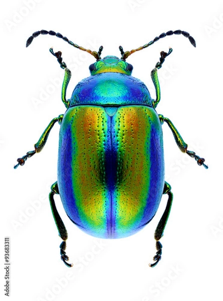 Obraz Beetle Chrysolina fastuosa
