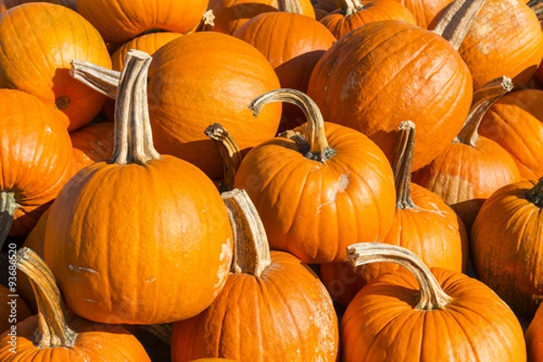 Fototapeta Pumpkins Pile