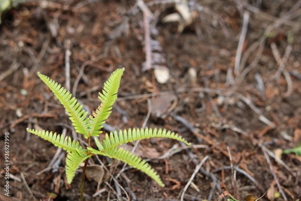 Fototapeta Fern leaves open like flowers