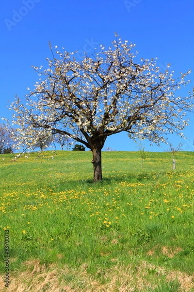 Fototapeta Obstanbau