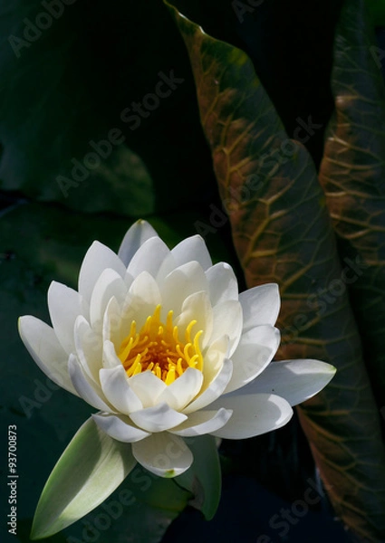 Fototapeta 白いスイレン