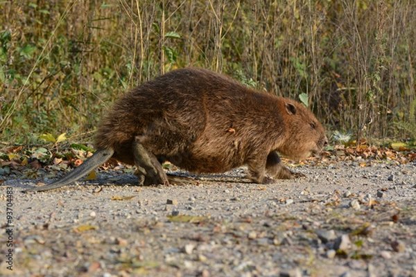 Obraz Młody bóbr (Castor fiber) w jesiennej scenerii.