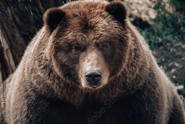 Fototapeta brown bear portrait