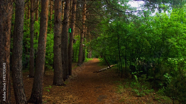 Fototapeta Forest alley. A path through the forest