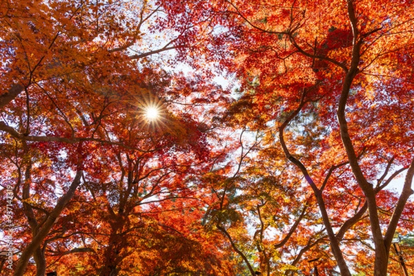Fototapeta 日本の風景・秋　埼玉県長瀞町　紅葉の秩父長瀞　月の石もみじ公園