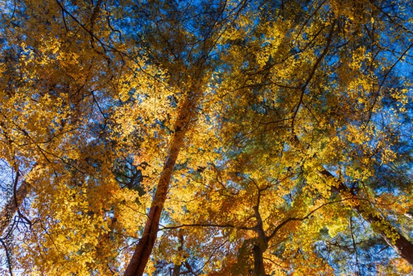 Fototapeta 日本の風景・秋　埼玉県長瀞町　紅葉の秩父長瀞　月の石もみじ公園