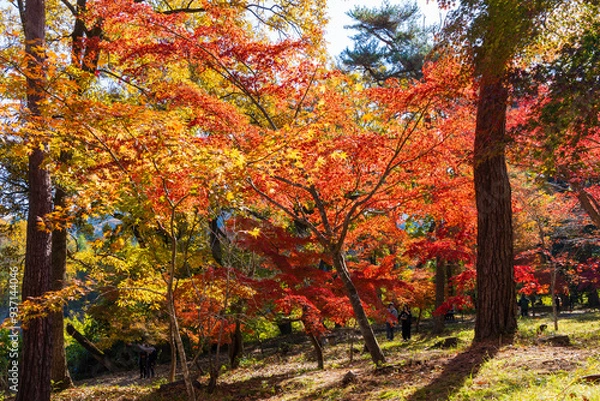 Obraz 日本の風景・秋　埼玉県長瀞町　紅葉の秩父長瀞　月の石もみじ公園