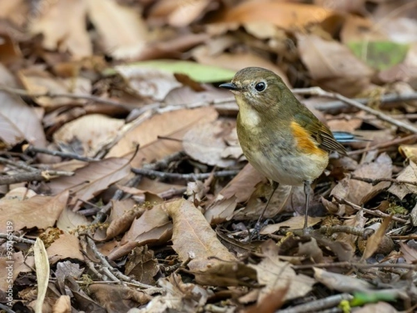 Fototapeta 落ち葉の積もった地面に降りてエサを探しているルリビタキ