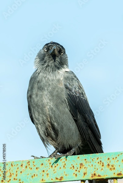 Obraz Галка на заборе