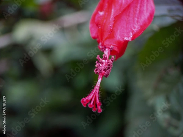 Obraz Sleeping Hibiscus flower image