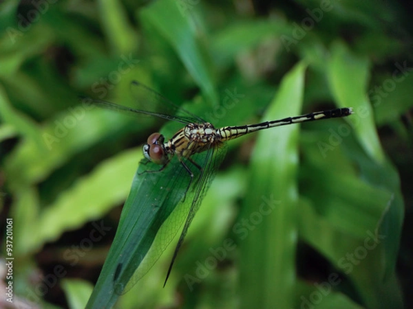 Obraz A dragonfly perched on a green leaf