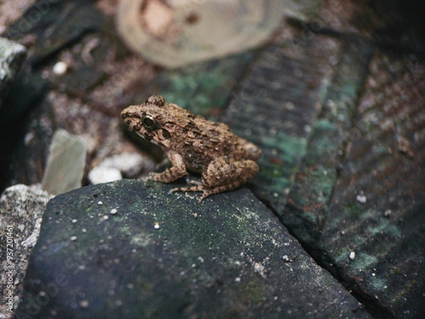 Obraz A frog is sitting on a rock