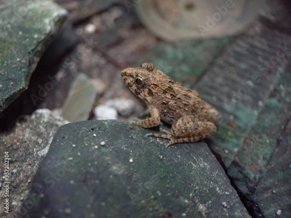 Obraz frog on the ground