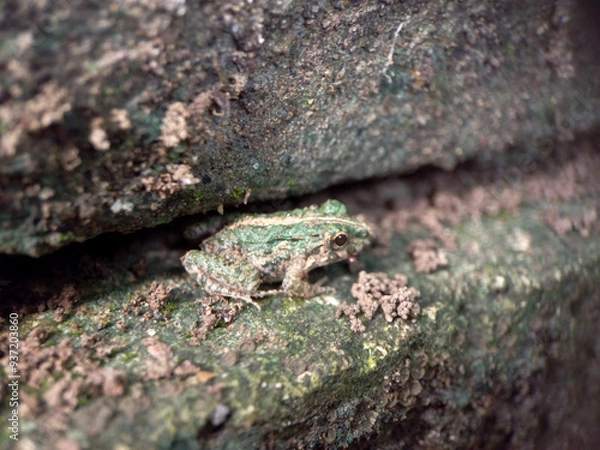 Obraz Small frog with green markings