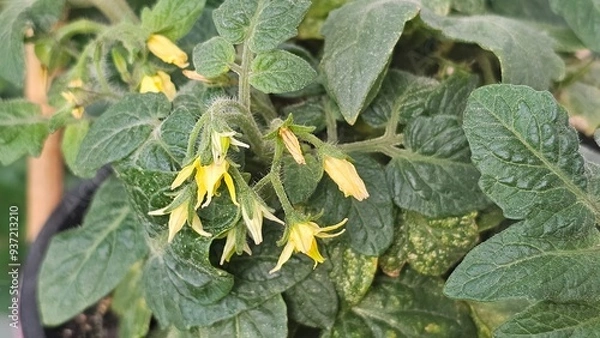 Obraz leaves in a garden