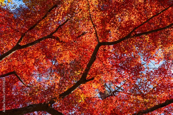 Fototapeta 日本の風景・秋　埼玉県長瀞町　紅葉の秩父長瀞　月の石もみじ公園