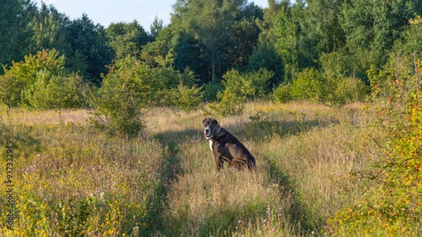 Fototapeta A big dog is sitting in a field.