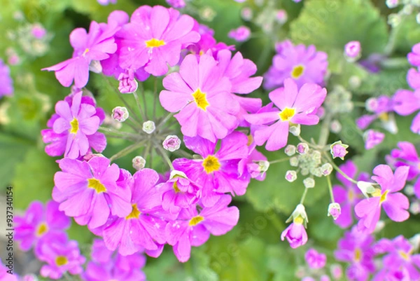 Fototapeta サクラソウ