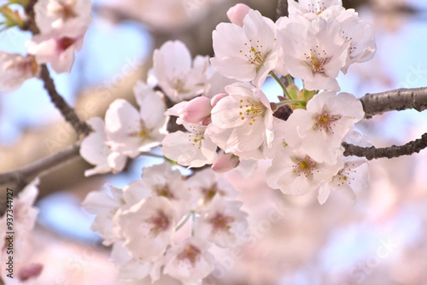 Fototapeta 桜