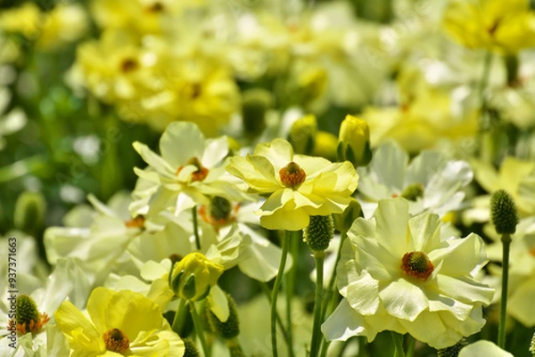 Fototapeta ラナンキュラス, フローラル, 