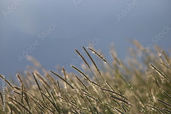 Obraz 草に降り注ぐ太陽光線