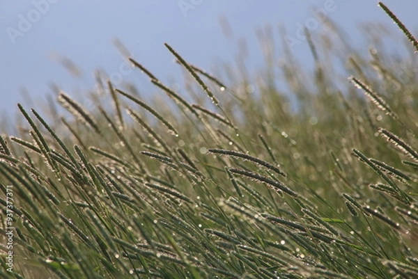 Obraz 草に降り注ぐ太陽光線