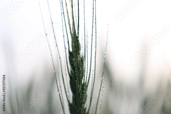 Obraz 風に揺れる稲穂