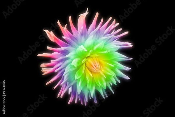 Obraz Fleur lion arc en ciel