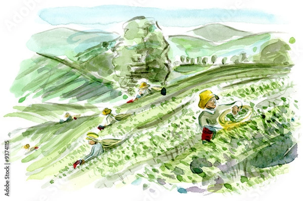 Obraz Tea plantation