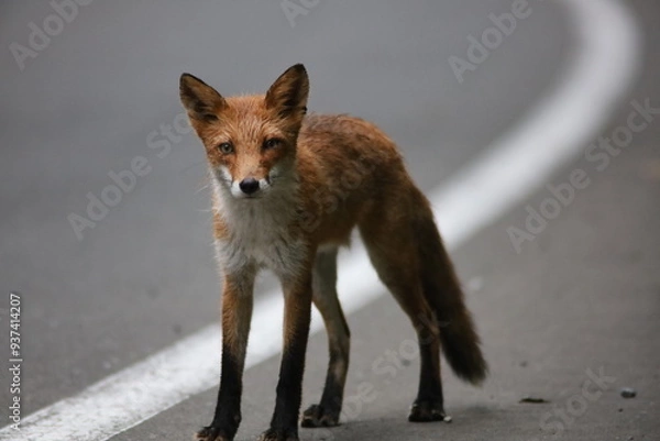 Obraz 立ち上がったキタキツネ