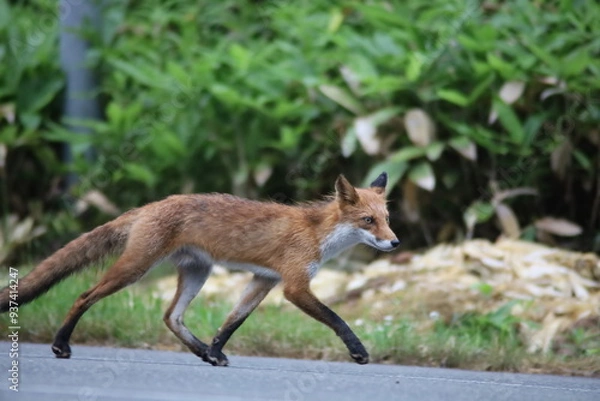 Obraz 道路を歩くキタキツネ