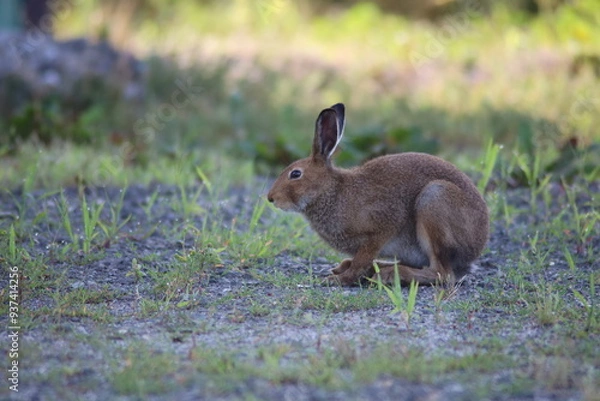 Obraz 芝生で寛ぐ可愛いうさぎ