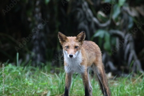 Obraz 夏の森で出会ったキタキツネ